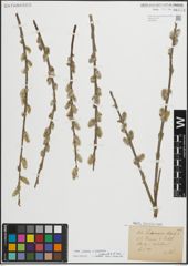 Foto von Salix cinerea L. x Salix purpurea L.